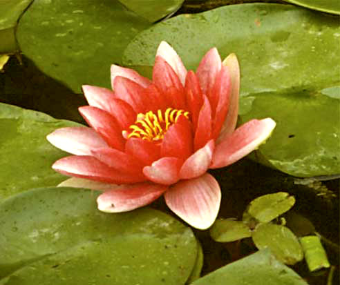 Meditation, Blumenübung